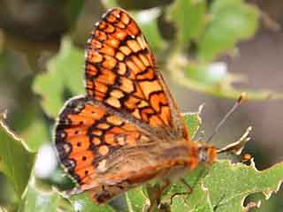 Euphydryas beckeri