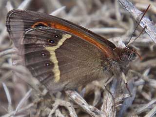 Spanisches Ochsenauge Spanish Gatekeeper Pyronia bathseba 