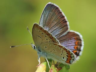 Ginster-Bluling Kronwicken-Bluling Plebeius idas Plebeius argyrognomon Idas Blue Reverdin's Blue