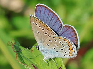 Ginster-Bluling Kronwicken-Bluling Plebeius idas Plebeius argyrognomon Idas Blue Reverdin's Blue