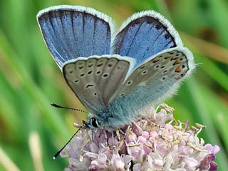 Polyommatus eros  Eros-Bluling  Eros Blue