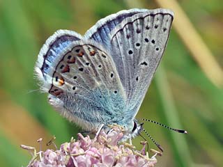 Polyommatus eros  Eros-Bluling  Eros Blue