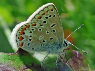 Polyommatus eros  Eros-Bluling  Eros Blue