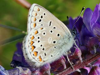 Polyommatus eros  Eros-Bluling  Eros Blue