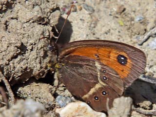 Spanisches Ochsenauge Spanish Gatekeeper Pyronia bathseba 