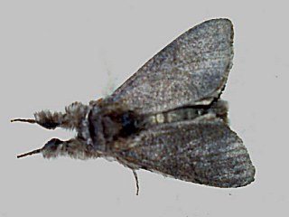 f.concolor Buchen-Streckfuß Rotschwanz Calliteara ( Dasychira ) pudibunda Pale Tussock