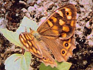 Kanaren-Waldbrettspiel  Pararge xiphioides  Canary Speckled Wood