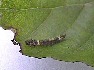 Jungraupe   Heller Sichelflgler   Pebble Hook-tip   Drepana falcataria (17653 Byte)