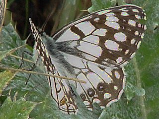 Spanisches Schachbrett   Melanargia ines   Spanish Marbled White