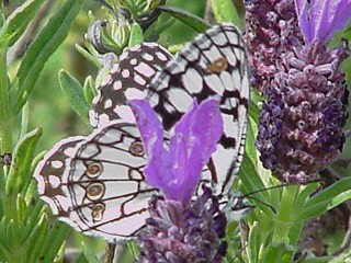 Melanargia ines   Spanisches Schachbrett   Spanish Marbled White