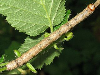 Raupe Federfhler-Herbstspanner Colotois pennaria Feathered Thorn