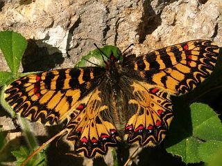 Osterluzeifalter Southern Festoon Zerynthia polyxena 