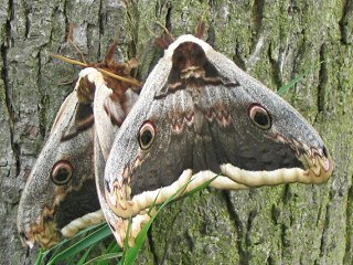 Paarung Wiener Nachtpfauenauge Saturnia pyri Large Emperor Moth Großes Nachtpfauenauge Great Peacock Moth