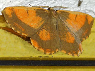 Angerona prunaria Schlehenspanner Orange Moth