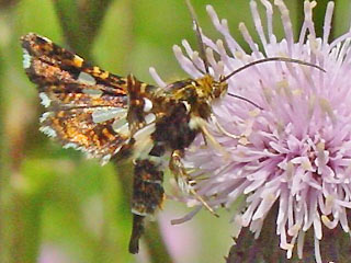 Thyris fenestrella Fenster-Schwrmerchen 