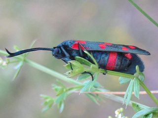 Vernderliches Widderchen Zygaena ephialtes Blutstrpfchen