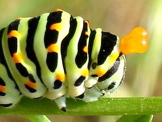 Raupe Schwalbenschwanz Papilio machaon Swallowtail