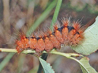 Goldhaar-Rindeneule  Acronicta auricoma  Scarce Dagger