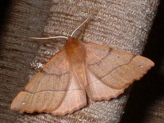 Federfhler-Herbstspanner Colotois pennaria Feathered Thorn