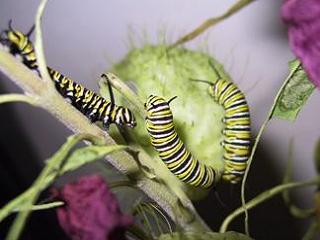 Raupen Monarch Danaus plexippus Milkweed