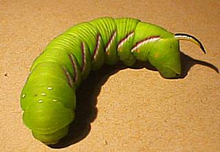Wild Planet Neuware grüne Raupe mit großen Glitzeraugen ca 25cm lang 