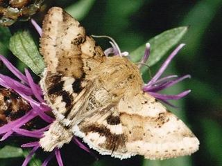 Karden-Sonneneule Heliothis viriplaca Marbled Clover