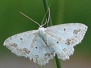 Schmuck-Kleinspanner Scopula ornata Lace Border