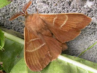 Männchen Brombeerspinner Macrothylacia rubi Fox Moth