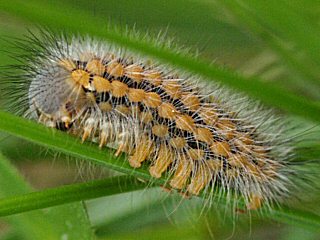 Raupe Trauerspinner Pentophera morio