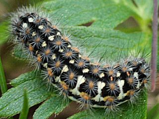 Raupe Trauerspinner Pentophera morio