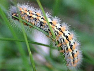 Raupe Trauerspinner Pentophera morio