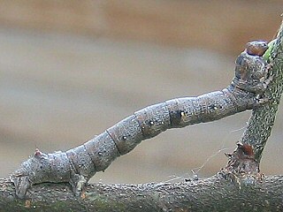 Raupe Federfhler-Herbstspanner Colotois pennaria Feathered Thorn