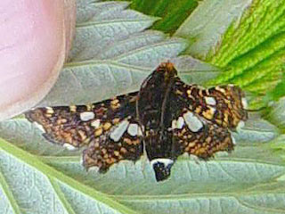 Thyris fenestrella Fenster-Schwrmerchen 