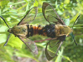 Paarung Skabiosenschwärmer   Hemaris tityus   Narrow-bordered Bee Hawk-moth  Skabiosen-Schwärmer
