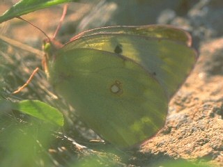 Colias aurorina