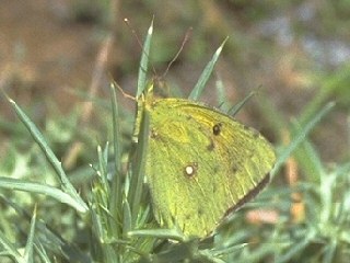 Colias aurorina