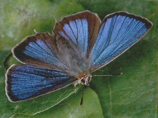 Männchen Blauer Eichenzipfelfalter Neozephyrus quercus Purple Hairstreak