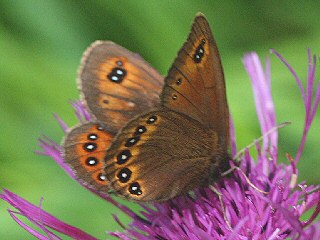 Doppelaugenmohrenfalter Erebia oeme Bright-eyed Ringlet