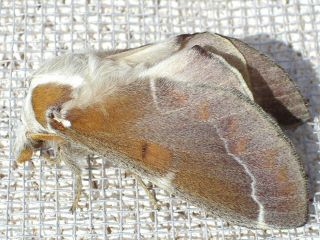 Weibchen Streblote panda