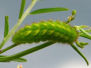 Raupe Grner Zipfelfalter Callophrys rubi Green Hairstreak