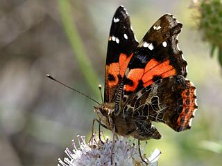 Indischer Admiral Vanessa vulcania Canary Red Admiral