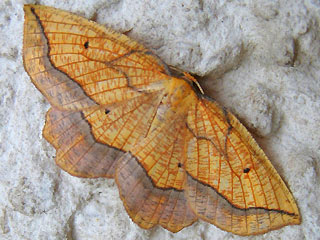 Epione repandaria Bordered Beauty Weiden-Saumbandspanner