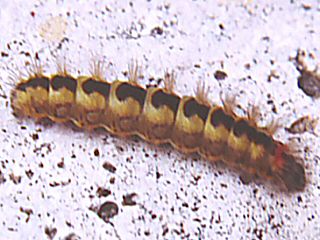 Raupe Wolfsmilch-Rindeneule Acronicta euphorbiae Sweet Gale Moth