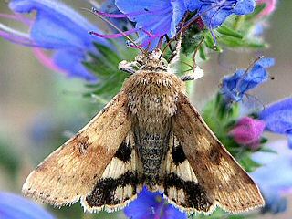 Karden-Sonneneule Heliothis viriplaca Marbled Clover