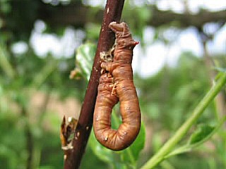 Raupe Federfhler-Herbstspanner Colotois pennaria Feathered Thorn