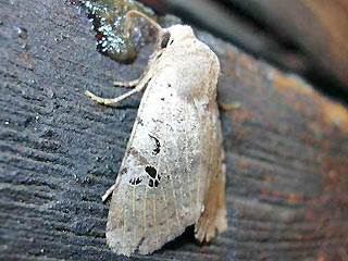 Conistra rubiginosa Schwarzgefleckte Wintereule Feldholz-Wintereule