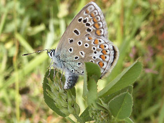 Eiablage  Hauhechel-Bläuling   Polyommatus icarus   Common Blue