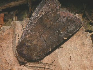 Dunkle Waldschatteneule Rusina ferruginea Brown Rustic