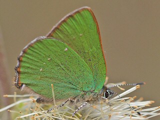 Grner Zipfelfalter Callophrys rubi Green Hairstreak