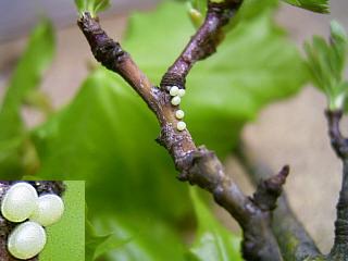 Eier  Dreistreifiger Mondfleckspanner Selenia dentaria Early Thorn